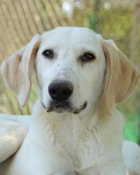 Peppino - Zuckerschneckchen sucht Menschenfamilie