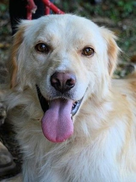 Rodman - läuft sich die Seele wund