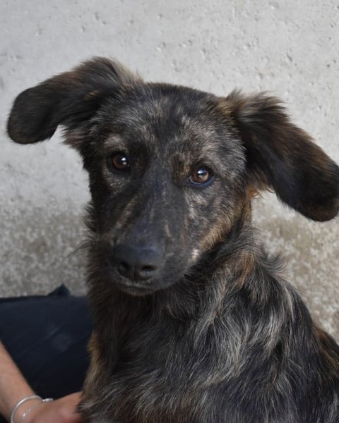 Nivara - Das Märchen von den fünf Schwestern