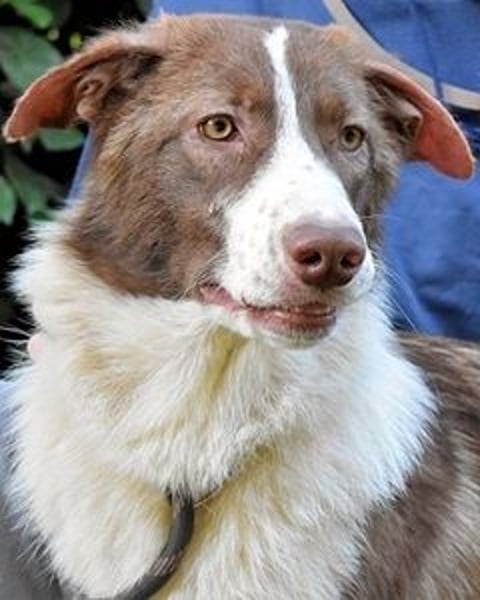 Carissa - Es war ein kalter Abend im späten Herbst ...