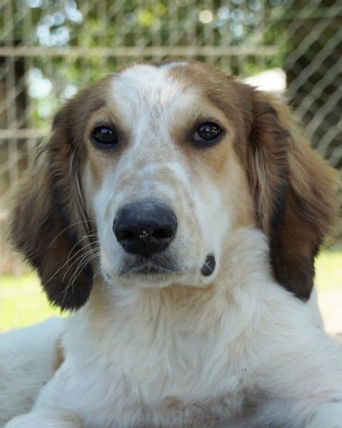 Valerio - Zuckerschneckchen sucht Menschenfamilie