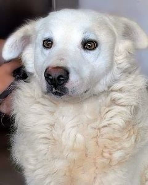 Walcott - Liebesbedürftig und mit einem Wunsch: eine eigene Familie