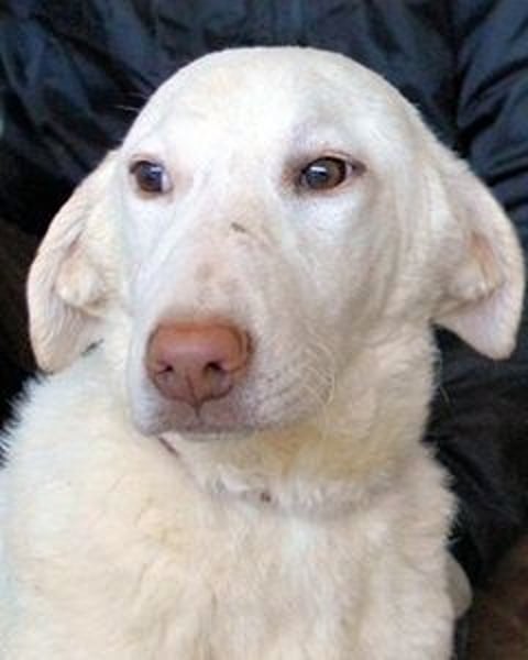 Arriel - aller guten Dinge sind drei