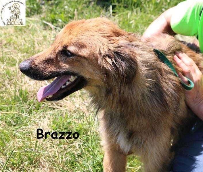 Brazzo – Kein Hund, der laut ruft, aber einer, der leise dein Herz erobert!