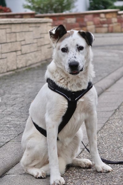 Ninja – Liebevolle Sanftmut trifft auf verspielte Lebensfreude!