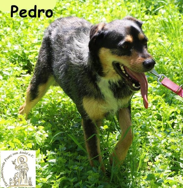 Pedro – Der Anfang von etwas Gutem!