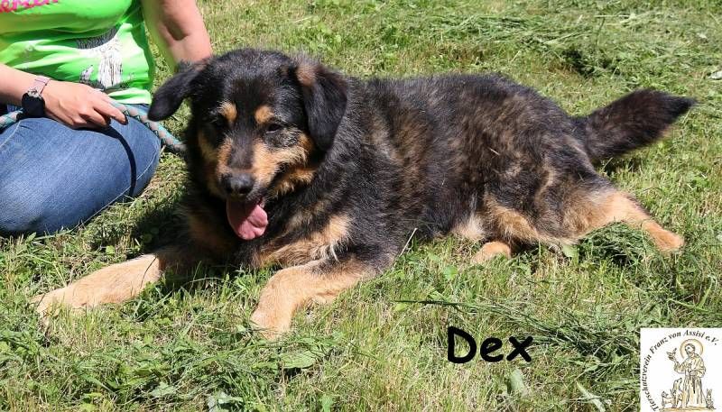 Dex – Schluss mit Geschwister-WG, her mit dem Einzelzimmer!