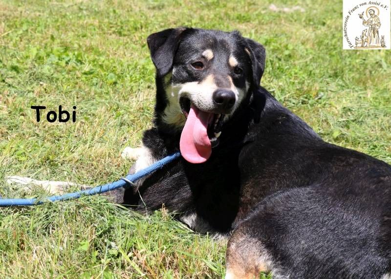 Tobi – er kennt den Zaun – und träumt vom Leben!