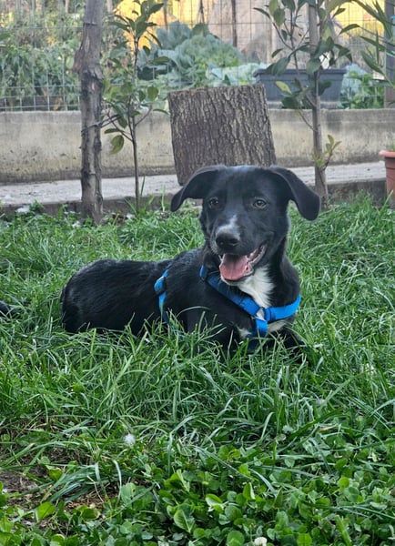 Zeno wird groß werden und sucht das passende Körbchen