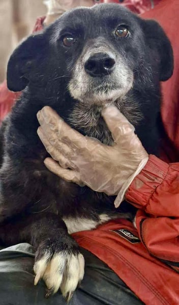 Coco – sanfte Seniorin, bereit für Zuhause 2.0