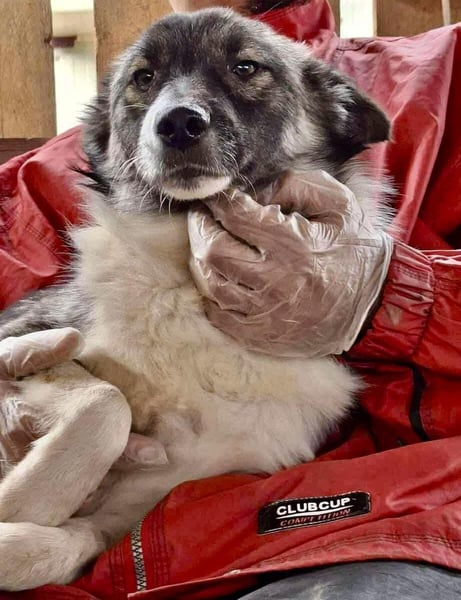 Lotte – menschenbezogene Junghündin