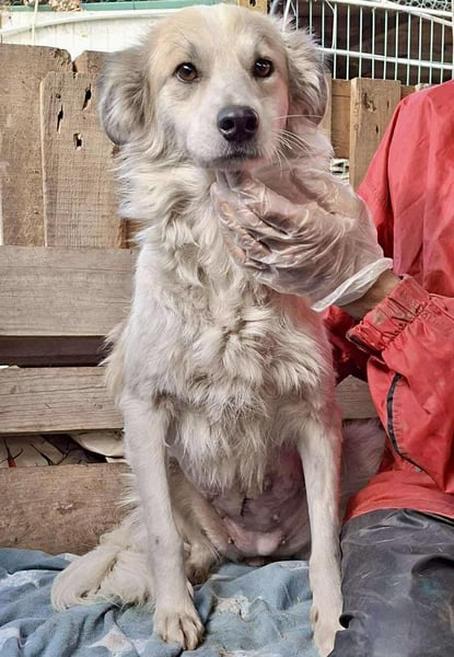 Aurora – sanfte Hündin braucht Neubeginn