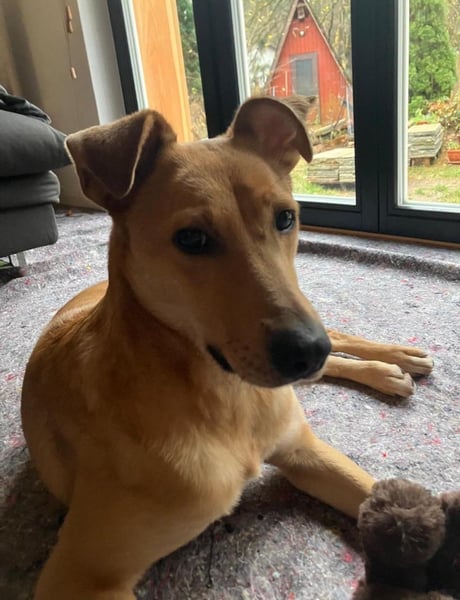 Lena sucht dringend ein liebevolles Zuhause!