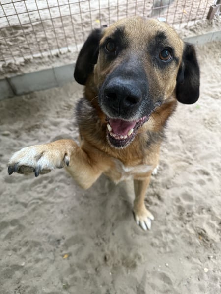 Gunvald, absoluter Traumhund