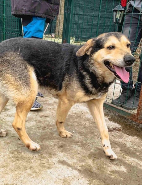 ⭐️MATTES⭐️, Rüde, 7 Jahre, 54 cm, Mischling, Tierschutz