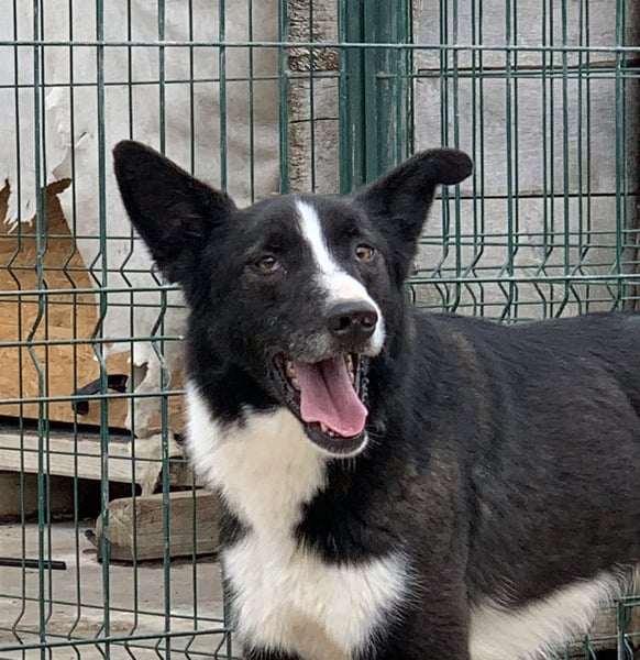 ⭐️CODI⭐️, Border Collie-Mischling, 7 Jahre, 54 cm, Mischling, Tierschutz