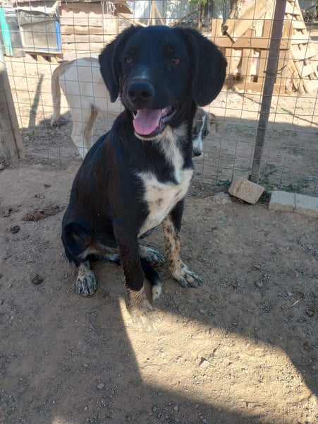 David - Ein kleiner Kämpfer auf der Suche nach einem Zuhause