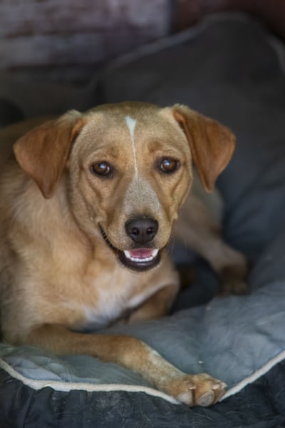 Jennifer – liebe, ruhige Hundeseele sucht ein Zuhause