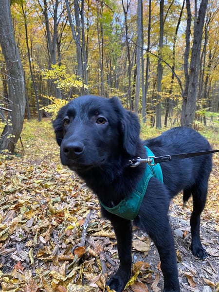 Aktiver Rollo sucht liebevolle und konsequente Menschen