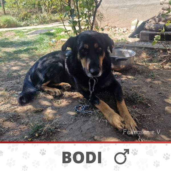 BODI ❤️ sucht Zuhause o. Pflegestelle