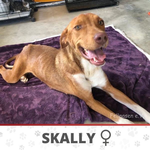 SKALLY ❤️ sucht Zuhause oder Pflegestelle