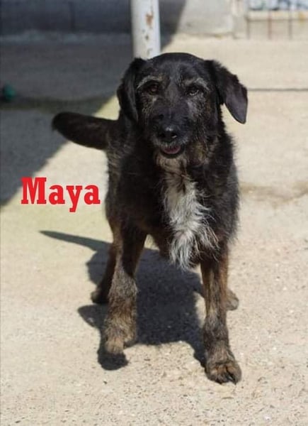 MAYA ❤ sucht Zuhause oder Pflegestelle
