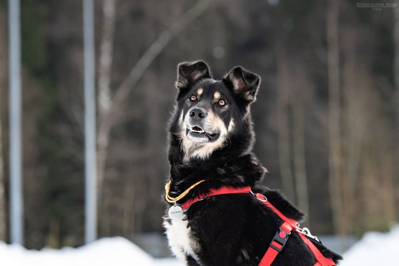 Familienhund Sirena sucht ihr Zuhause