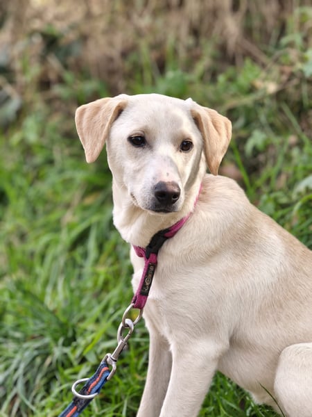 Lea - sanfte Mischlingshündin sucht ein liebevolles Zuhause