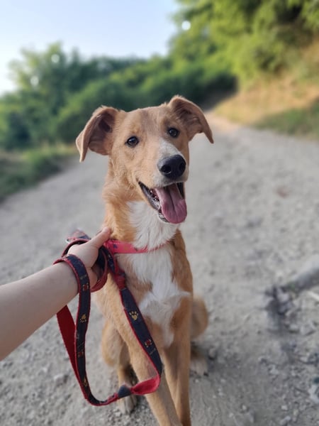 Pablo - ein liebevoller junger Rüde sucht ein Zuhause