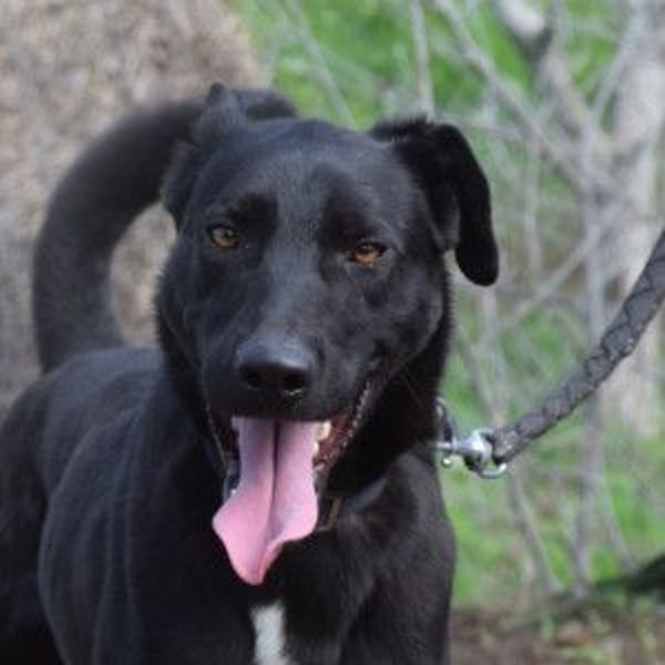 Lacy - freundlicher, aufgeschlossener, neugieriger Rüde