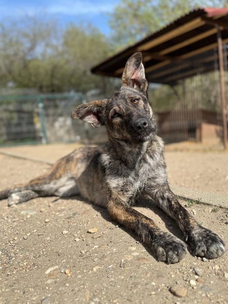 Cantabile tolle junge Hündin sucht ihre Menschen