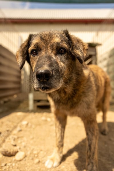 Beghei  hat es so verdient ein Zuhause zu finden