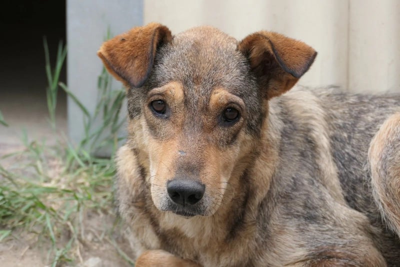 Aika sucht liebevolles Zuhause
