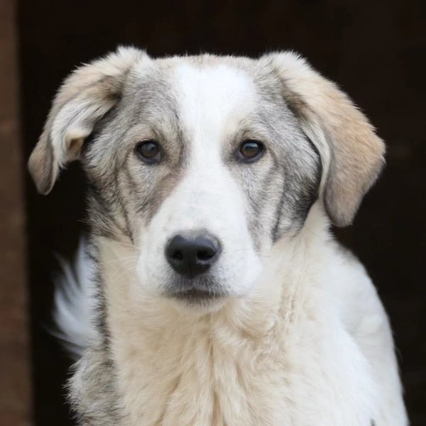 HELMI - toller Jungrüde sucht liebevolles Zuhause