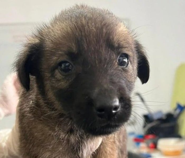 Goliath – verspielter Sonnenschein auf vier Pfoten