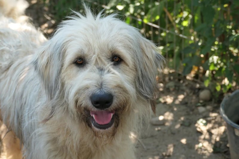 MAJA - freundliche, unkomplizierte Hündin sucht ihre Menschen