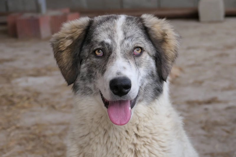 Melody sucht ihr Zuhause