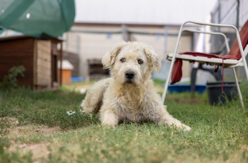 ALBO - ruhiger, liebenswerter Rüde sucht seine große Chance