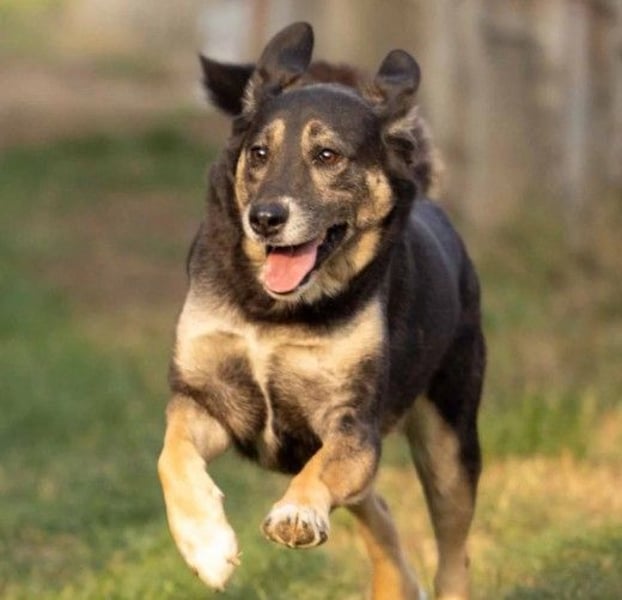 Liebe Bubulina sucht dringend ihre Menschen