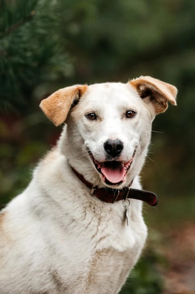 Tolle Dakota sucht liebevolles Zuhause