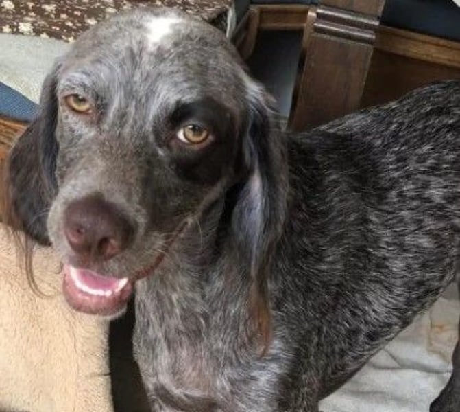 MIMI - aktive & aufgeschlossene Hündin sucht ihre Menschen