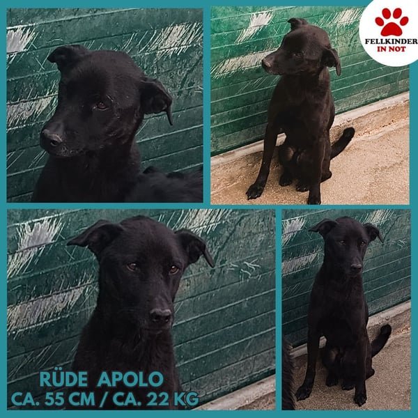 junger Mischlings-Rüde Apolo sucht ein Zuhause oder Pflegestelle
