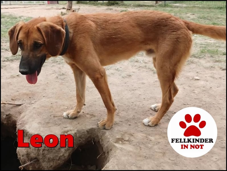 freundlicher Bracke-Schäferhund Mischling Leon sucht seine Familie