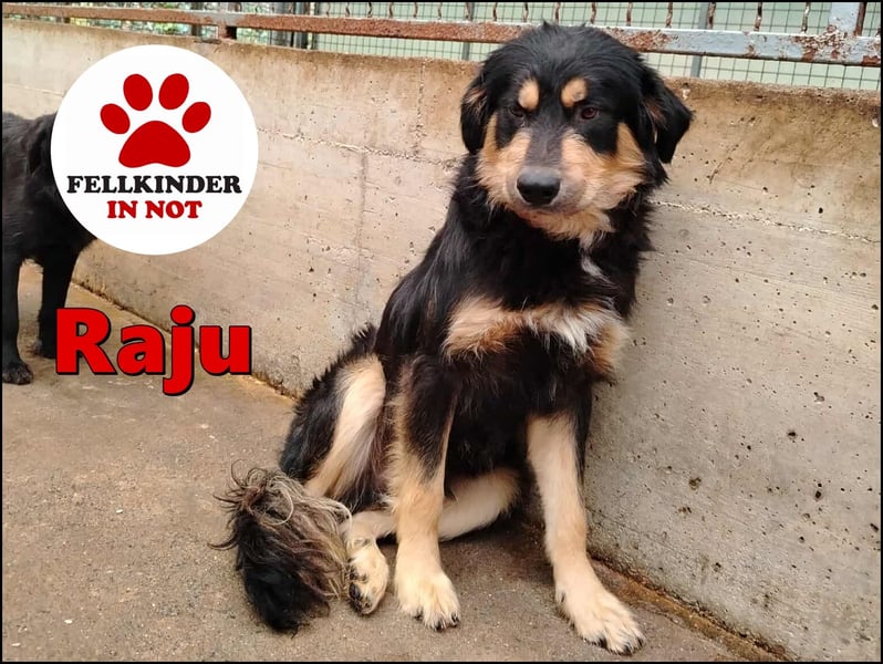 hübscher wuscheliger Mischlings-Rüde Raju sucht ein Zuhause