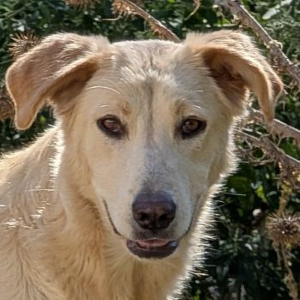 Liova, geb. ca. 10/2024, lebt in GRIECHENLAND, auf einem Gelände, Hunde werden notdürftig versorgt