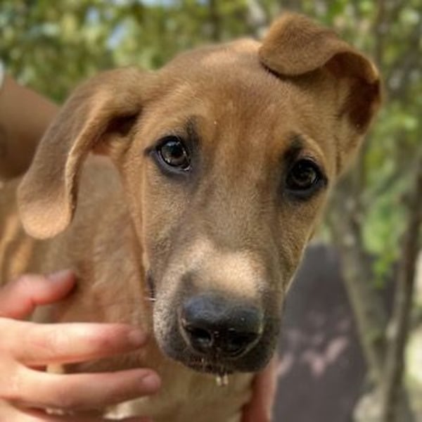 Jamie, geb. ca. 06/2022, lebt in GRIECHENLAND, auf einer privaten Pflegestelle