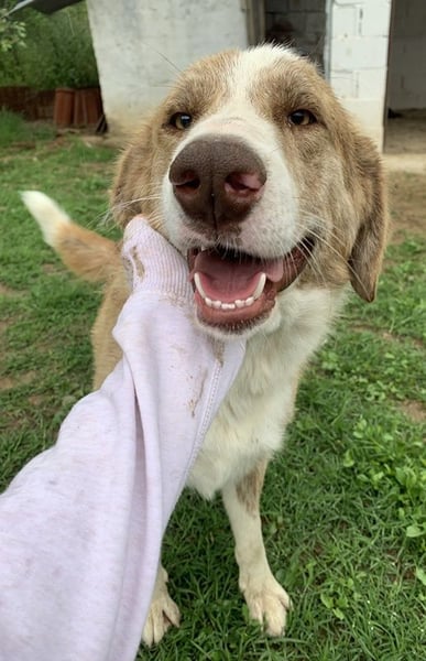 Baruso, geb. ca. 05/2020, lebt in GRIECHENLAND, auf einer privaten Pflegestelle