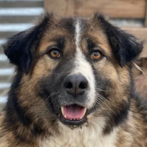 Poppi, geb. ca. 06/2021, lebt in GRIECHENLAND, im städt. Tierheim Serres