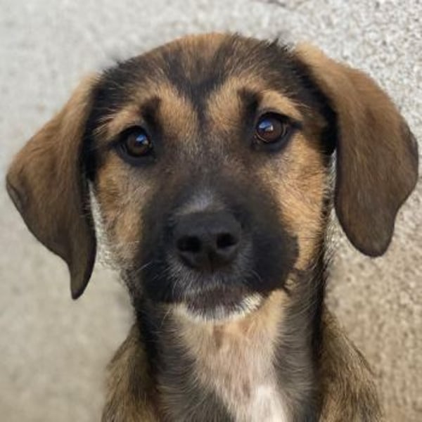 Tayachen, geb. ca. 07/2025, lebt in GRIECHENLAND, im städt. Tierheim Serres