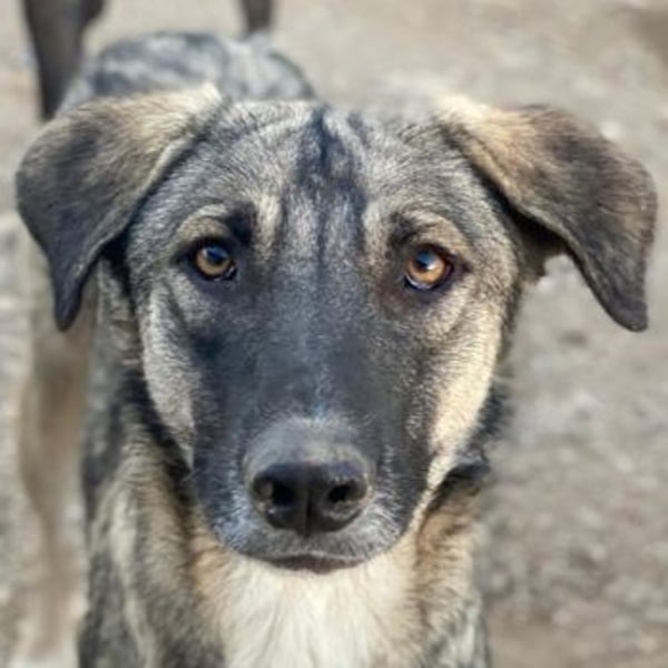 Erwin, geb. ca. 05/2024, lebt in GRIECHENLAND, im städt. Tierheim Serres